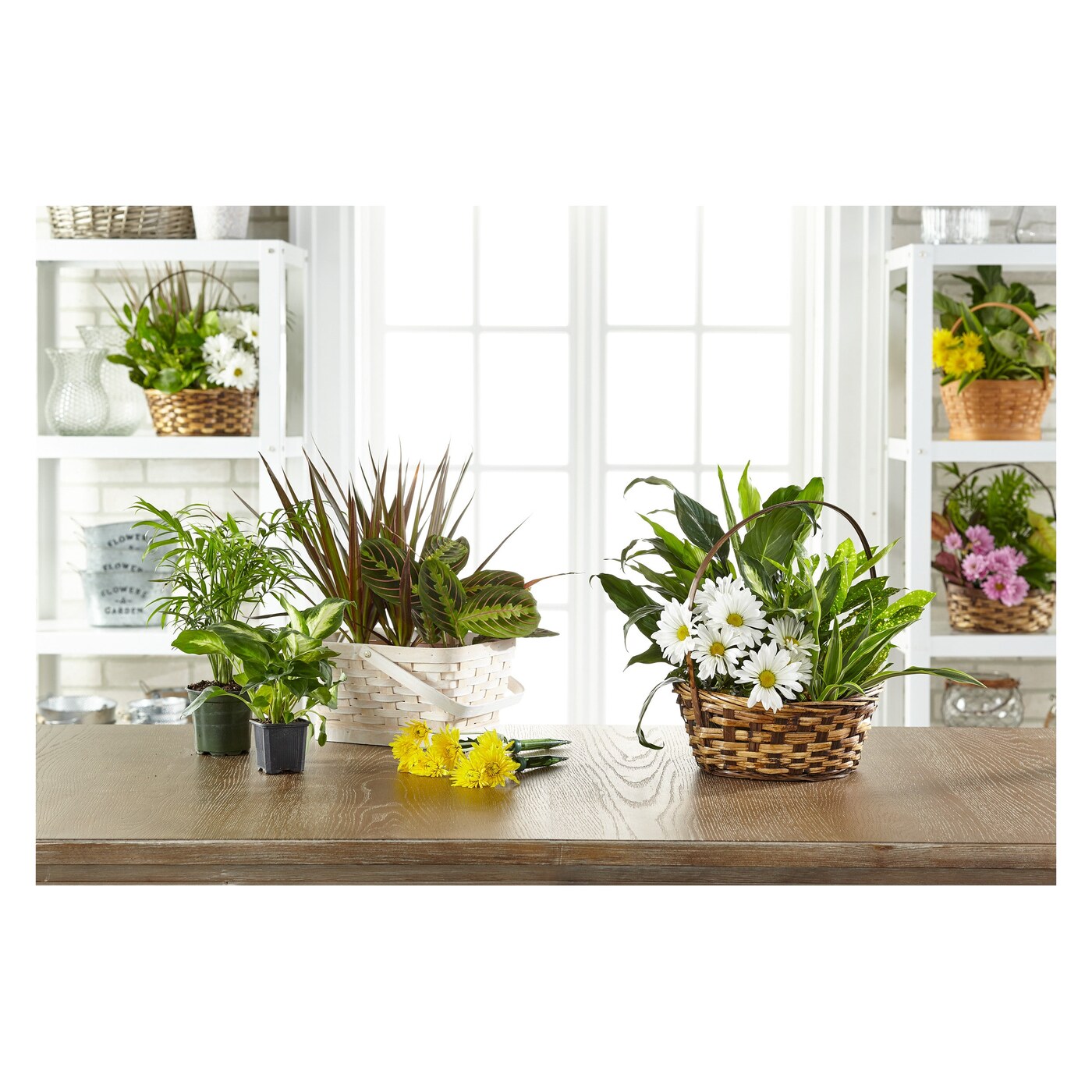 Florist Designed Blooming and Green Plants in a Basket flower arrangement