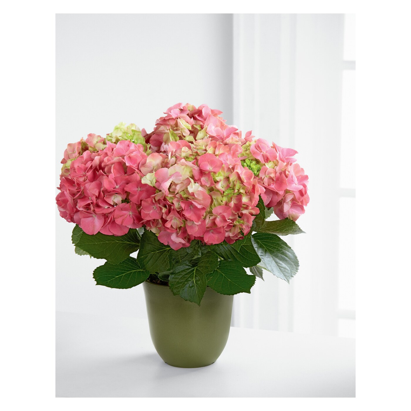 Pink Hydrangea Planter flower arrangement